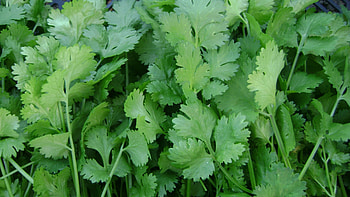 Cilantro leaves, Kidney stone remedy, Herbal medicine, Natural relief HD wallpaper