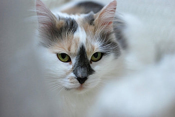 Fuffy, animal, kitten, cat, feline HD wallpaper