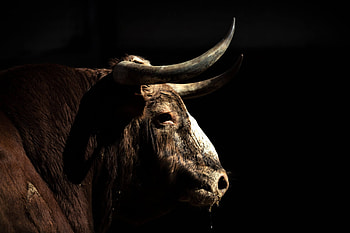 Bitcoin news, Bullish market, Fidelity and JPMorgan insights, Microstrategy's impact HD wallpaper