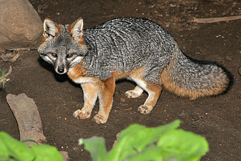 Gray Fox, Urocyon littoralis species, Island gray fox, Coastal fox variation HD wallpaper
