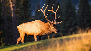 Elk animals nature blurred, Mammals HD wallpaper