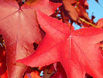 Plants, Autumn, Leaves HD wallpaper