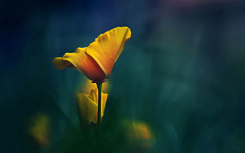 Background, Flower, Macro, Stem, Stalk HD wallpaper