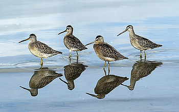 Short-billed Dowitchers, birds, reflection, water, animals HD wallpaper