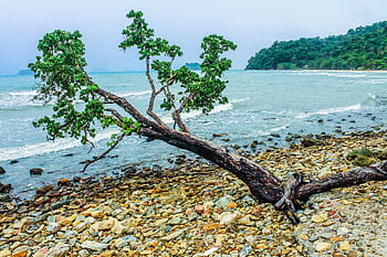 Vibrant coastal scene with a windswept tree on a rocky beach. HD wallpaper