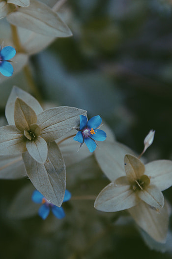 Leaves, Flower, Macro, Blur, Smooth, Flora HD phone wallpaper