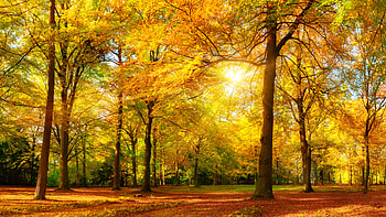 Golden Autumn Scene, rays, sunshine, graphy, landscape, orange, beauty, brown, scenery, green, red, , trees, nature, sun, forest, sunset HD wallpaper