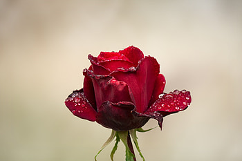 Red Rose, water drops, bud HD wallpaper