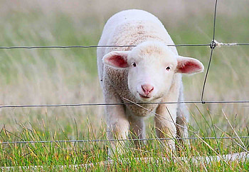 ๑๑ The Look of Love ๑๑, sweet, swetheart, grass, animals, field, love, green, sheep, nature, adorable, lovely, look, lamb, forever, little soul HD wallpaper
