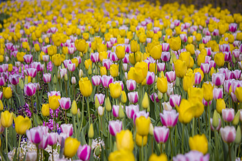 Flowers, Tulips, Bloom, Flowering, Field HD wallpaper