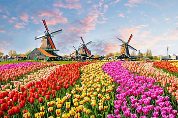 Keukenhof Flower Festival, blossoms, windmills, fields, colors, tulips, spring, netherlands HD wallpaper