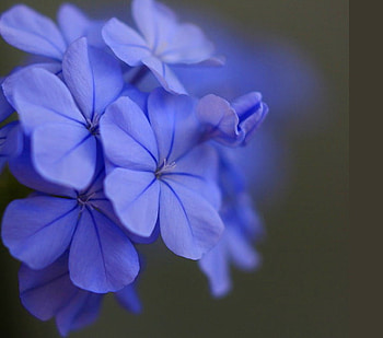 Misty blues, blue, flowers, black, petals HD wallpaper