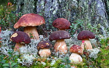 Plants, Mashrooms HD wallpaper