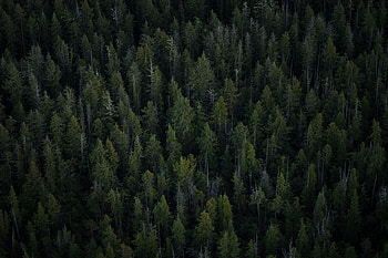 Nature, Trees, View From Above, Forest HD wallpaper