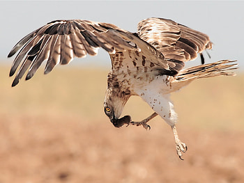 Short-Toed-Eagle, short-toed, prey, rodent, eagle HD wallpaper