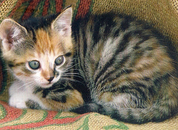 Kitten, blanket, calico, cute, adorable HD wallpaper