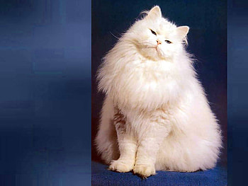 Fluffy kitten, animal, kitten, cat, white HD wallpaper