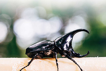 Beetle, Battling beetles, Thai tradition, Chiang Mai HD wallpaper