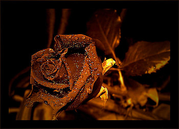 golden fantasy, golden, rose, magic, fantasy, flower, drops HD wallpaper