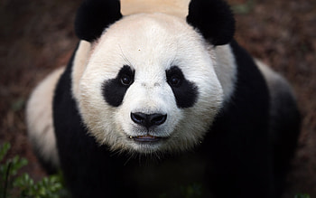 panda, bear, cute animals, giant panda, wildlife, China, cute bears HD wallpaper