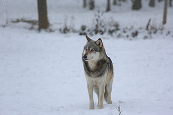 Animals, Snow, Predator, Grey, Fence, Wolf HD wallpaper