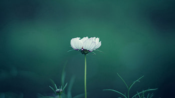 Grass, Background, Flower, Macro, Stem, Stalk HD wallpaper