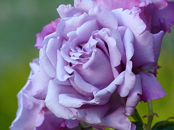 Close up, purple rose, bloom HD wallpaper