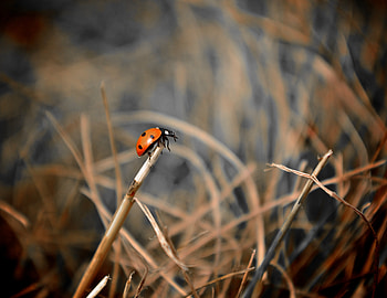 Animals, Grass, Macro, Ladybug, Ladybird, Focus HD wallpaper