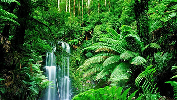 forest waterfall, waterfall, forest, fern, tree HD wallpaper