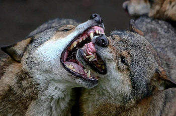 welcome my friend, winter, dog, canis lupus, lone wolf, wolf, howling, snow, the pack, mythical, white, timber, wolves, grey, lobo, wisdom beautiful, grey wolf, nature, canine, friendship, arctic, solitude, black, quotes, wolf pack, , wild animal black, wolfrunning, abstract, pack, majestic, howl, spirit, wolf HD wallpaper