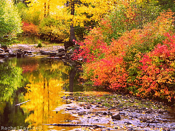 Truckee River During Autumn, river, autumn, aspens, fall HD wallpaper