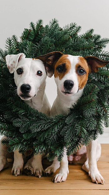 Christmas Dog, Two Dogs HD phone wallpaper
