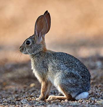 Animals, Fluffy, Animal, Profile, Rabbit HD phone wallpaper