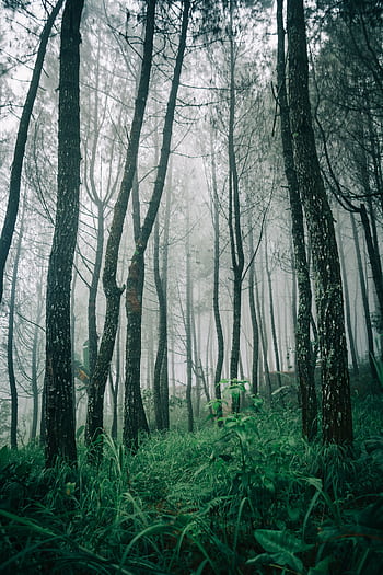 A misty forest landscape with tall trees and vibrant green undergrowth, creating a mystical atmosphere. HD phone wallpaper