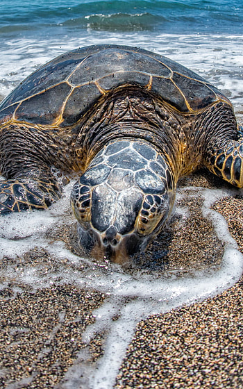 Animal, turtle HD phone wallpaper
