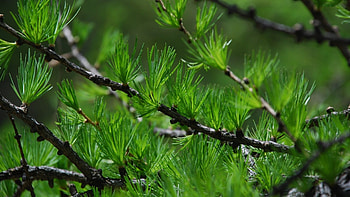 Pine tree , Diverse tree , Nature's tapestry, Woodland beauty HD wallpaper