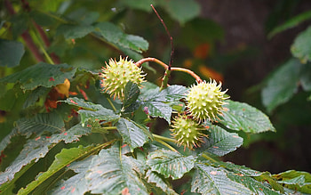 Chestnuts, leaves, conkers, tree HD wallpaper