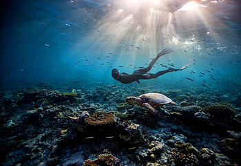 Turtle, diving HD wallpaper