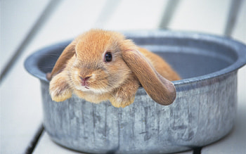Animals, Rabbits HD wallpaper