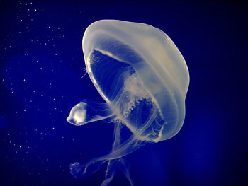 Animals, Sea, Jellyfish, Underwater World, Swim, To Swim HD wallpaper