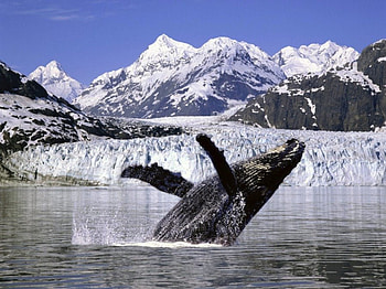 Whale Breach , whale, animals HD wallpaper