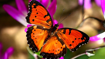 Bright Orange Butterfly F, animal, wide screen, wildlife, butterfly, graphy, flower, floral HD wallpaper