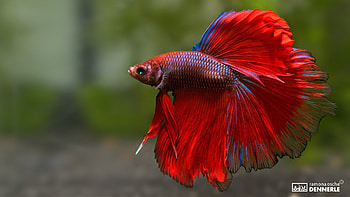 Betta Fish, Aquarium, Red, Betta, Fish HD wallpaper
