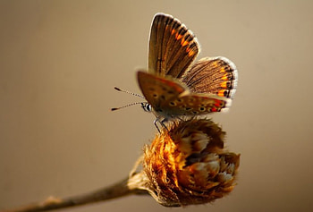 Dust gold, softness, graphy, , insects, grass, spring, summer, butterfly, abstract, animals, field, flower, close-up, nature, macro HD wallpaper
