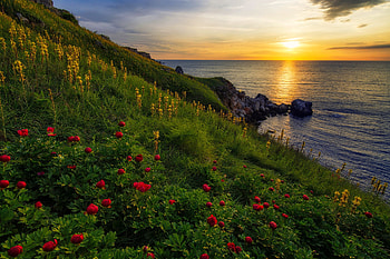 Wild coastal peonies, sea, peonies, coast, beautiful, grass, sunrise, serenity, shore, reflection, flowers, sky, sunset HD wallpaper