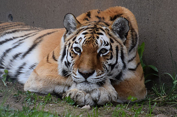 Calm, tiger, wild cat, relaxed, sit HD wallpaper