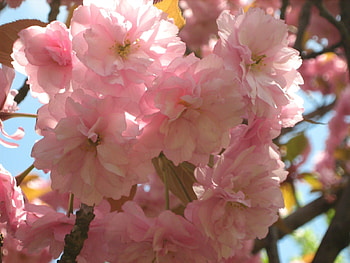 Plants, Flowers HD wallpaper