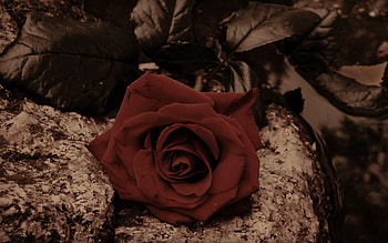 the rose, rose, pretty, flower, love, red, nature HD wallpaper