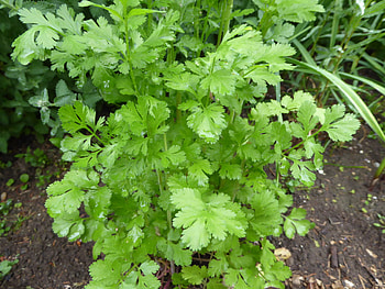cilantro , Herb graphy, Visuals for recipes, Culinary inspiration HD wallpaper