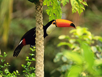 Animals, Birds, Toucans HD wallpaper